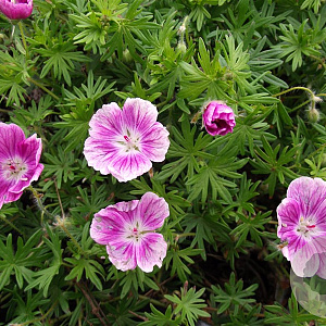 Geranium sang. 'Elke' GM P9