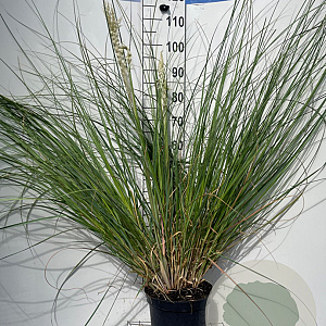 Cortaderia s. 'Pumila' GM 7,5L