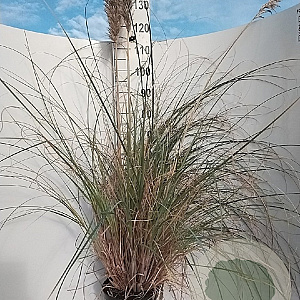 Cortaderia s. 'Pumila' GM 7,5L