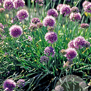 Allium senescens GM P9