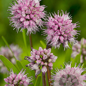 Allium senescens GM P9