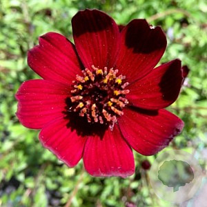 Cosmos atros. Eclipse GM P9