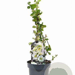 Chaenomeles sup. 'Jet Trail' 30-40 cm 2,0L