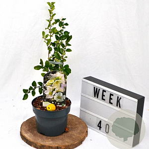 Chaenomeles sup. 'Jet Trail' 30-40 cm 2,0L