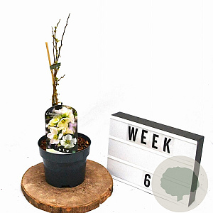 Chaenomeles sup. 'Jet Trail' 30-40 cm 2,0L