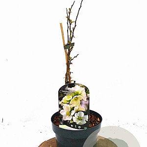 Chaenomeles sup. 'Jet Trail' 30-40 cm 2,0L