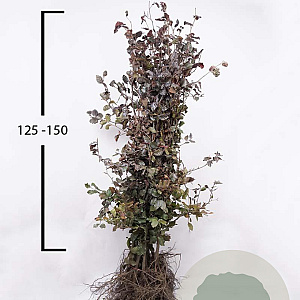 Fagus syl. 'Atropunicea' 125-150 cm wortelgoed
