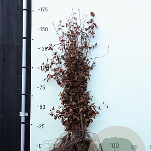 Fagus syl. 'Atropunicea' 125-150 cm wortelgoed