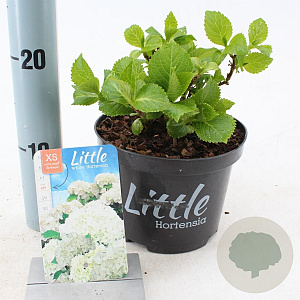 Hydrangea m. 'Little White' 15-20 cm 2,0L