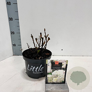 Hydrangea m. 'Little White' 15-20 cm 2,0L