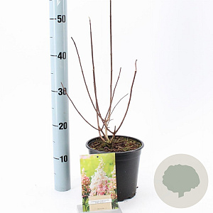 Hydrangea pan. Pinky Winky 30-40 cm 3,0L