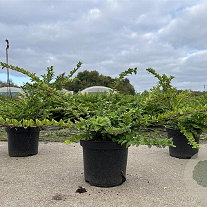 Lonicera nit. 'Maigrün' 20-30 cm C1.5