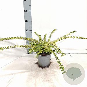 Lonicera nit. 'Maigrün' 20-30 cm C1.5