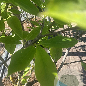 Magnolia soulangeana 175-200 cm container meerstammig