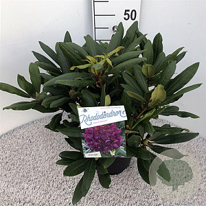 Rhododendron 'Marcel Menard' 30-40 cm 5,0L