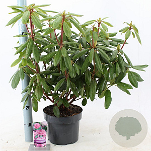 Rhododendron 'Roseum Elegans' 30-40 cm 5,0L