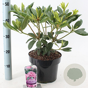 Rhododendron 'Roseum Elegans' 30-40 cm 5,0L