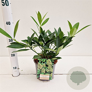 Skimmia confusa 'Kew Green' 20-30 cm 2,0L