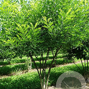 Styphnolobium japonicum 200-250 cm draadkluit meerstammig