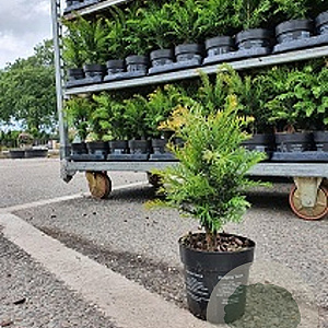 Taxus baccata 20-30 cm 2,0L