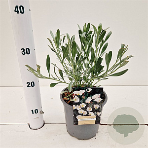 Convolvulus cneorum 20-25 cm C1.5