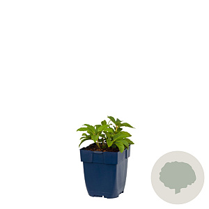 Helleborus niger GM  P11