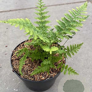 Dryopteris filix-mas GM 2,0L