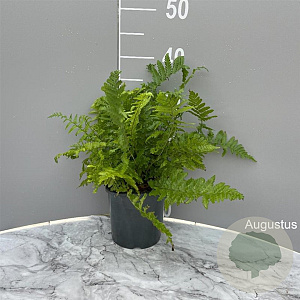 Dryopteris filix-mas GM 2,0L
