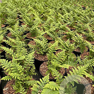 Dryopteris filix-mas GM 2,0L