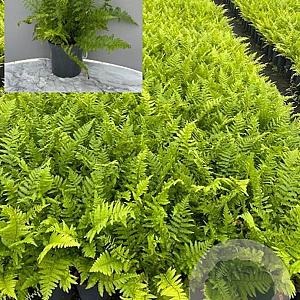 Dryopteris filix-mas GM 2,0L