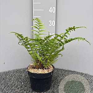 Dryopteris filix-mas GM 2,0L