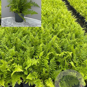 Dryopteris filix-mas GM 2,0L