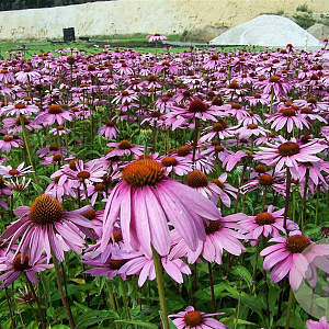 Echinacea purpurea GM P9
