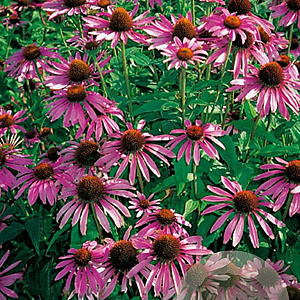 Echinacea purpurea GM P9