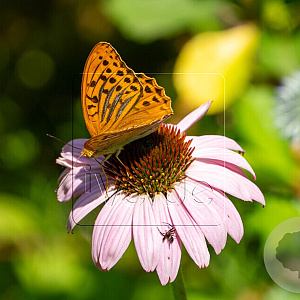 Echinacea purpurea GM P9