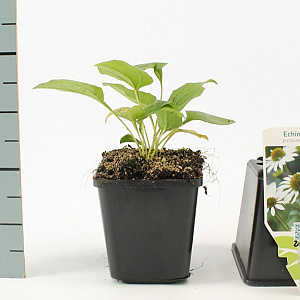 Echinacea p. 'Alba' GM P9