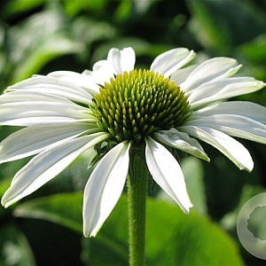 Echinacea p. 'Alba' GM P9