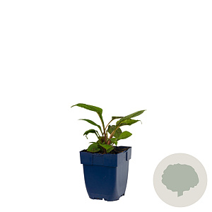 Echinacea p. 'Magnus' GM  P11