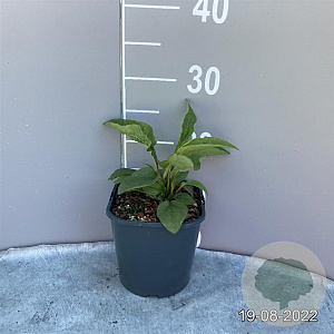 Echinacea p. 'Magnus' GM 2,0L