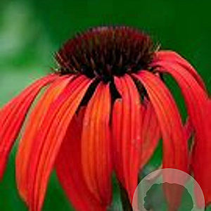 Echinacea 'Tomato Soup' GM P9