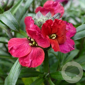 Erysimum 'Red Jep' GM P9
