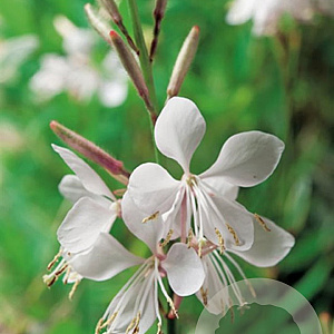 Gaura lindheimeri GM P9