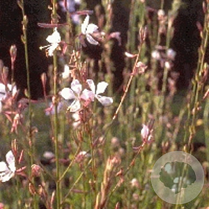 Gaura lindheimeri GM P9