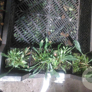 Gaura lindheimeri GM P9