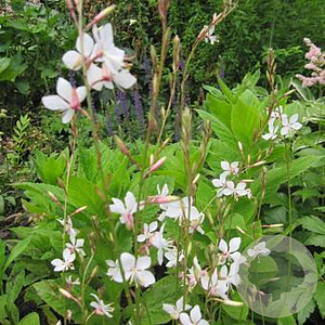 Gaura l. 'Snowstorm' GM P9