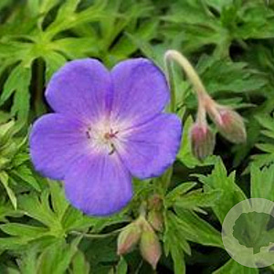 Geranium 'Brookside' C1.5 wortelecht