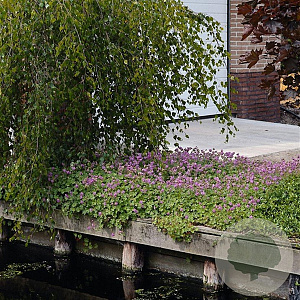 Geranium sang. 'Max Frei' GM P9