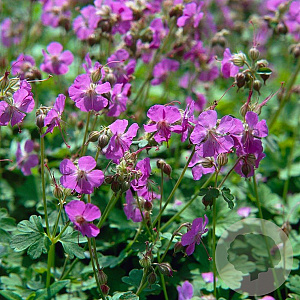 Geranium sang. 'Max Frei' GM P9