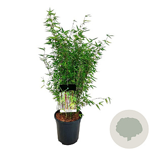 Fargesia 'Red Dragon' 60-80 cm 6L