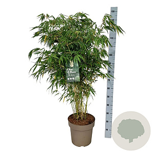 Fargesia robusta 'Pingwu' 100-125 cm 14L